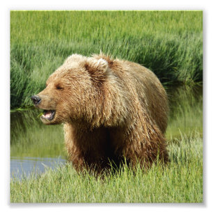 Foto satina de oso pardo 6x6