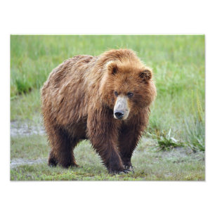 Foto satina de oso pardo de 16x12