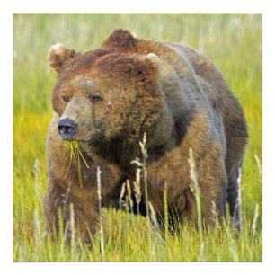 Foto satina de oso pardo las 24x24