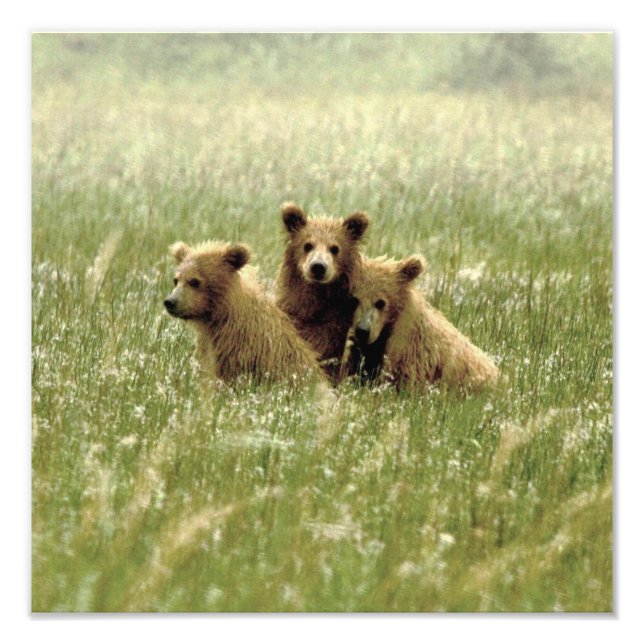 Foto satinada 12x12 de oseznos grizzly (Frente)