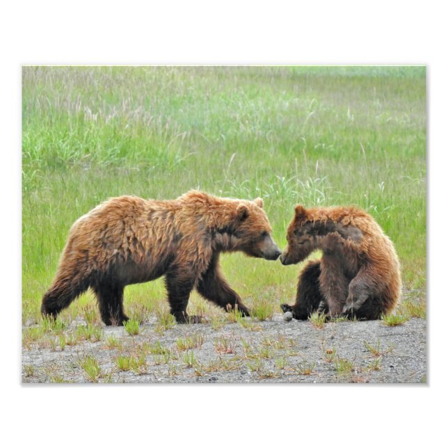 Foto satinada 14x11 de oseznos grizzly (Frente)