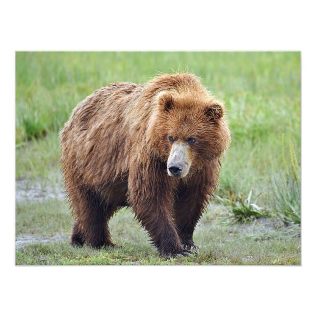 Foto satinada 24x18 del oso pardo (Frente)