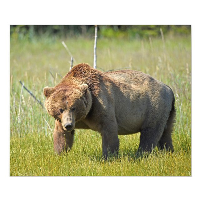 Foto satinada 24x20 del oso pardo (Frente)