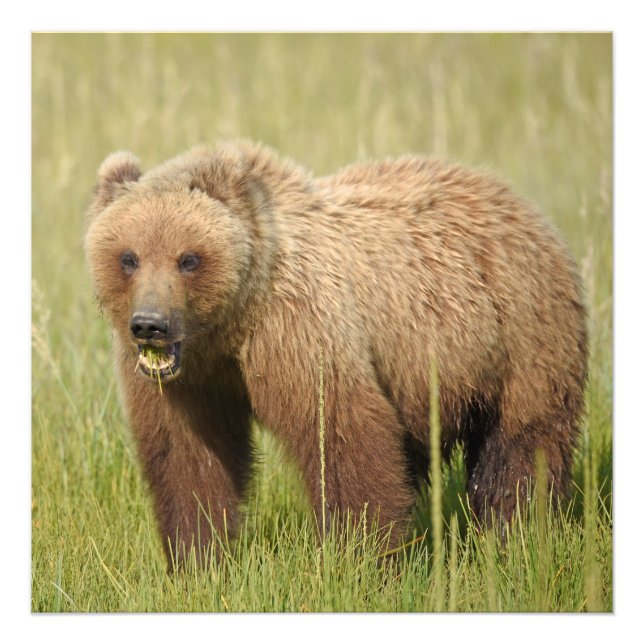Foto satinada 24x24 del oso pardo (Frente)