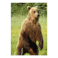 Foto satinada de oso pardo de 13x19