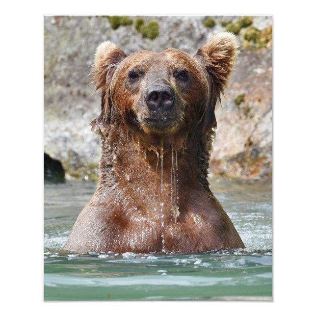 Foto satinada de oso pardo de 16x20 (Frente)