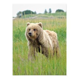 Foto satinada de oso pardo de 18x24