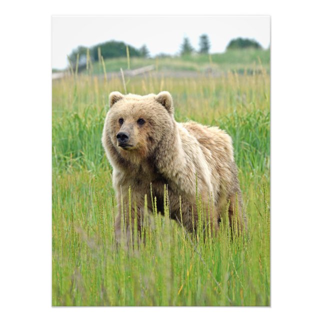 Foto satinada de oso pardo de 18x24 (Frente)