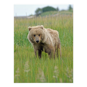Foto satinada de oso pardo de 18x24