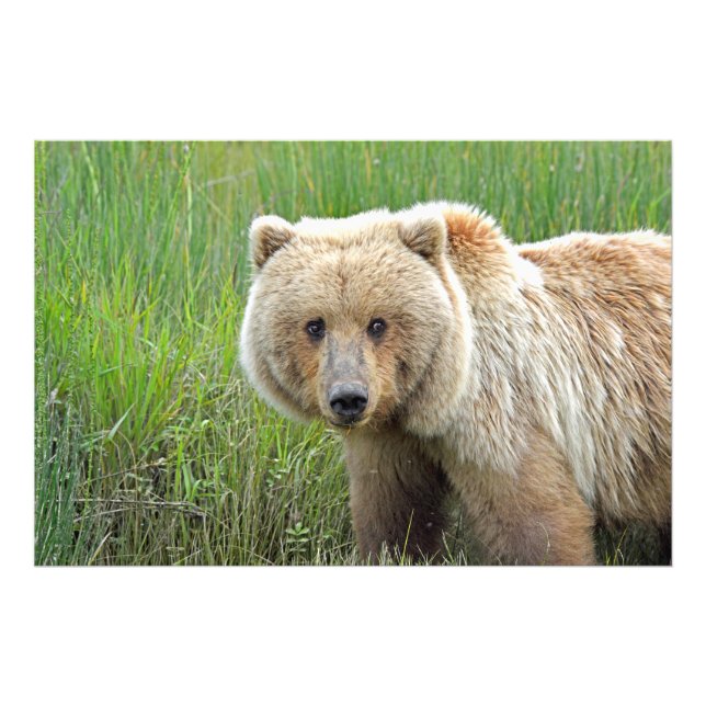 Foto satinada de oso pardo de 36x24 (Frente)