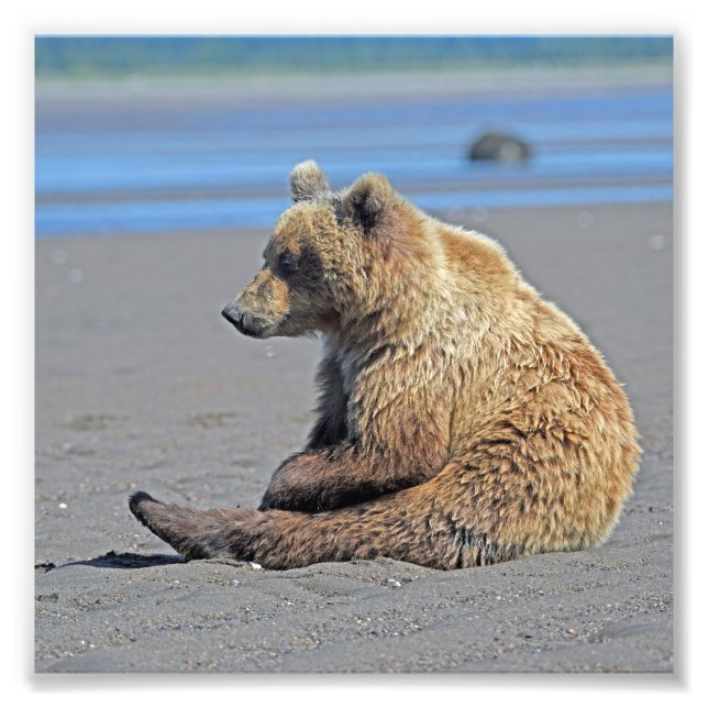 Foto satinada de oso pardo de 6 x 6 (Frente)