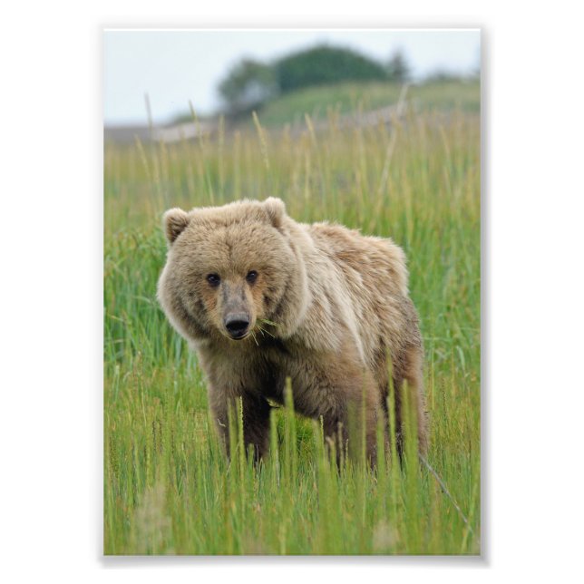 Foto satinada del oso pardo las 5 horas del día (Frente)