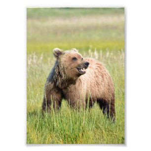 Foto satinada del oso pardo las 5 horas del día