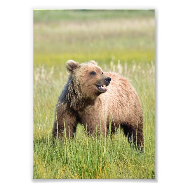 Foto satinada del oso pardo las 5 horas del día (Frente)
