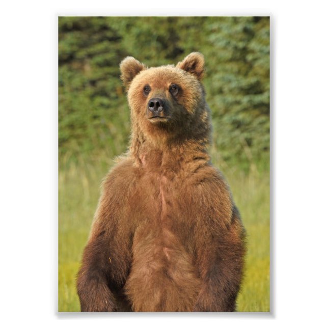 Foto satinada del oso pardo las 5 horas del día (Frente)