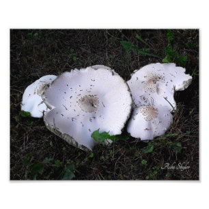 Foto Saucers arrugados