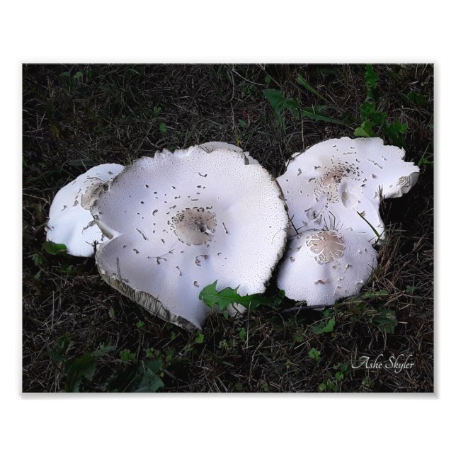 Foto Saucers arrugados (Frente)