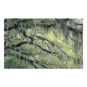 Foto Savannah, Georgia, roble vivo cubierto con