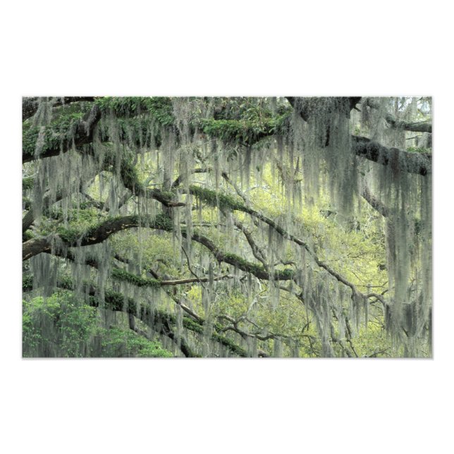 Foto Savannah, Georgia, roble vivo cubierto con (Frente)