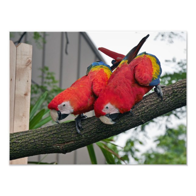 Foto Scarlet Macaws (Frente)