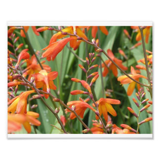 Foto Scotland Florals