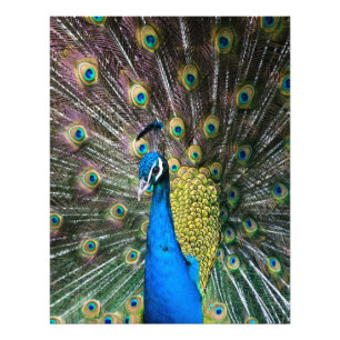 Foto Se exhiben plumas de pavo real azul indio