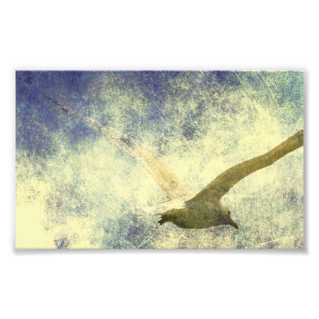 Foto Seagull Grunge (Frente)