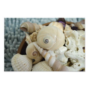 Foto ¡Seashells!