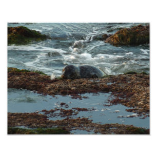 Foto Sello de puerto de luz solar I en San Diego