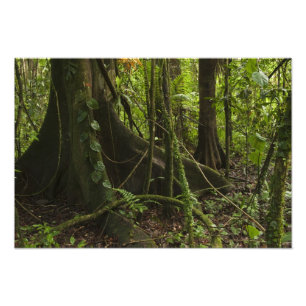 Foto Selva tropical, río Mapari, norte de Rupununi,