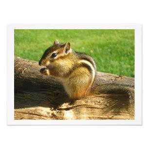 Foto Semillas para comer de Chipmunk