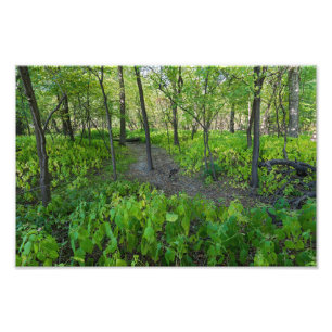 Foto sendero a través del fuerte snelling State park