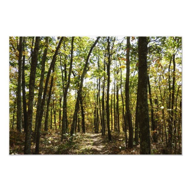 Foto Sendero de los Apalaches en octubre en Shenandoah (Frente)