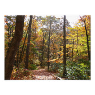 Foto Sendero de Otoño Iluminado por el Sol en Laurel Hi