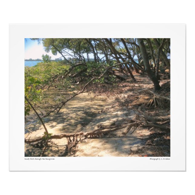 Foto Sendero Sandy a través de los manglares (Frente)
