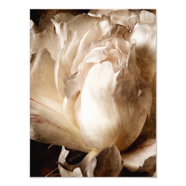 Foto Sepia de flores de Peony Blanco fondo negro (Frente)