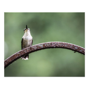 Foto Ser pequeño colibrí