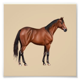 Foto Serafina - braunes Pferd, stehend -