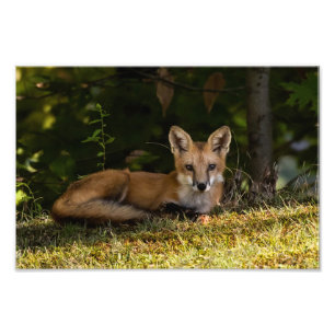 Foto Serene Fox Photo Print
