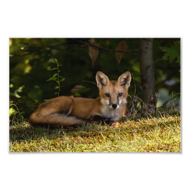 Foto Serene Fox Photo Print (Frente)