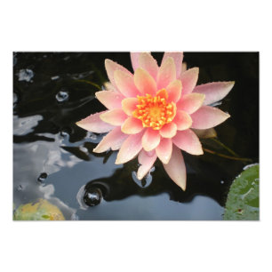 Foto Serene Water Lily
