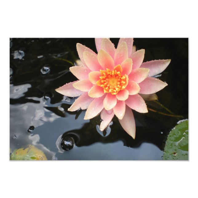 Foto Serene Water Lily (Frente)
