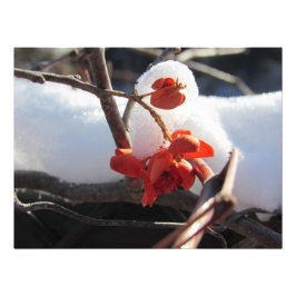 Foto "Serenidad de la hibernación"