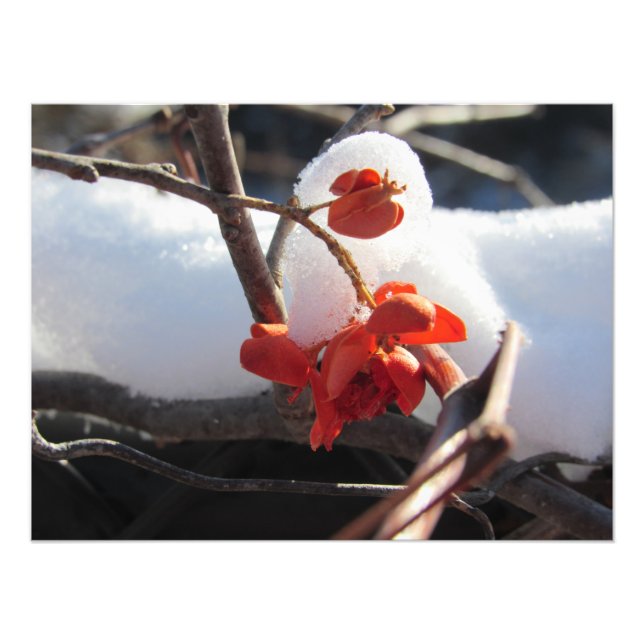 Foto "Serenidad de la hibernación" (Frente)