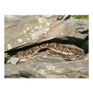 Foto Serpiente de cascabel en el Parque Nacional Shenan