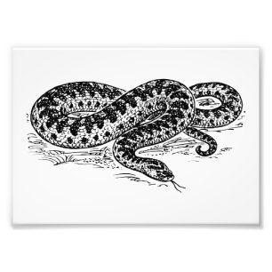 Foto Serpiente de la serpiente