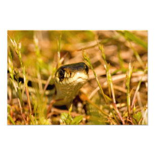 Foto Serpiente en la hierba