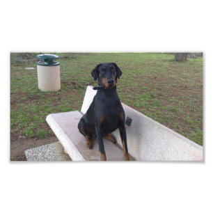 Foto sesión de doberman pincher