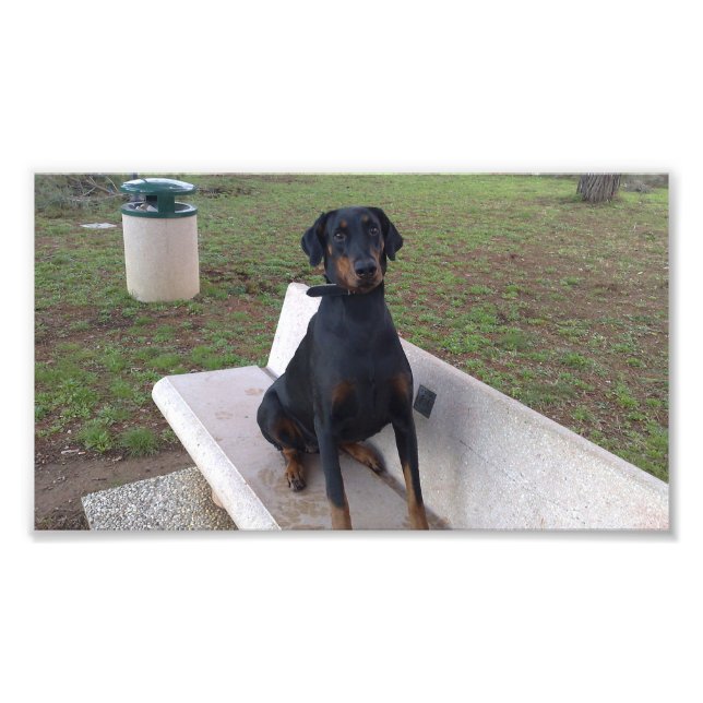 Foto sesión de doberman pincher (Frente)