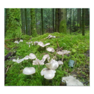 Foto Seta del bosque
